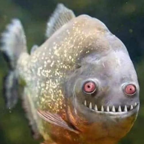 สมาชิกหมายเลข 7198176