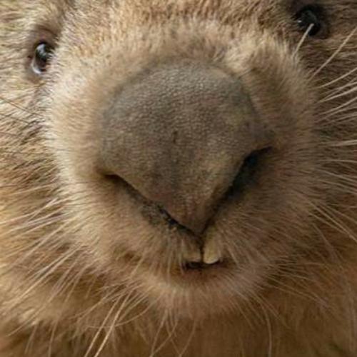 สมาชิกหมายเลข 7135912