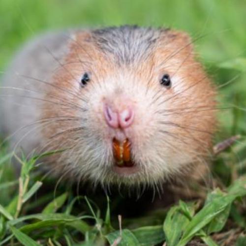 สมาชิกหมายเลข 9085782