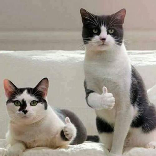 สมาชิกหมายเลข 5017946