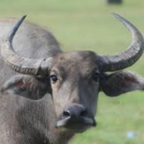 สมาชิกหมายเลข 5016421