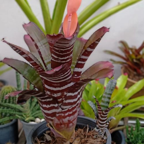 สมาชิกหมายเลข 7303260