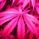 สมาชิกหมายเลข 3455574