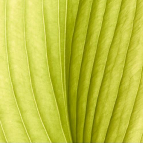 มุ้งมิ้งฟุ้งฟิ้ง