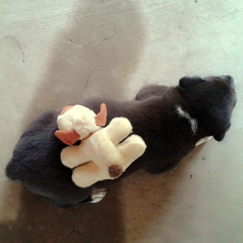 หมูกลมกลม