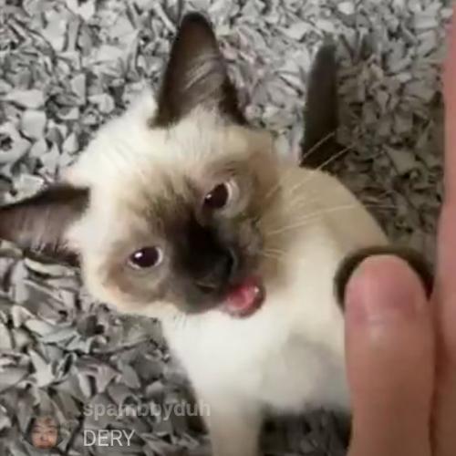 จิตรารจิส