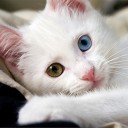 สมาชิกหมายเลข 3814521