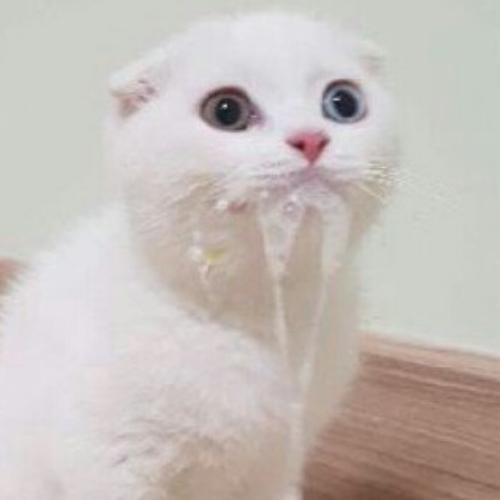 สมาชิกหมายเลข 4353050