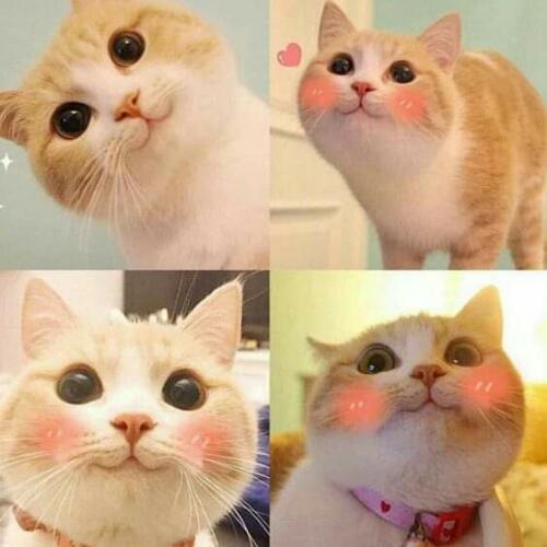 สมาชิกหมายเลข 5417062