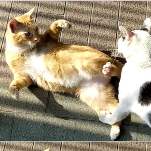 สมาชิกหมายเลข 5905283