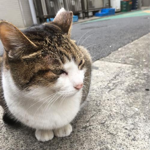 แมวส้มขาว