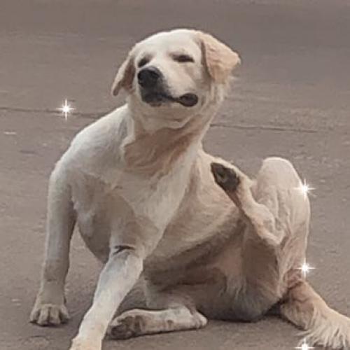 สมาชิกหมายเลข 4574909