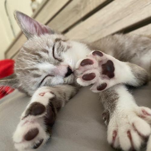 สมาชิกหมายเลข 8068568