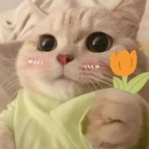 สมาชิกหมายเลข 8068873