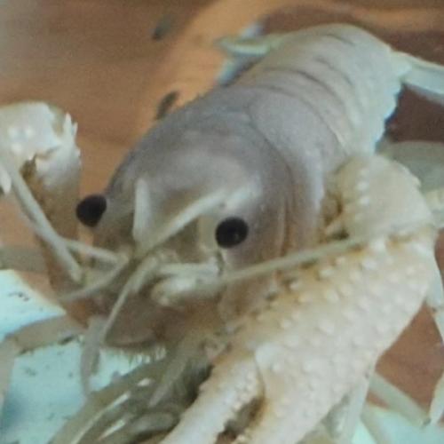 สมาชิกหมายเลข 5417500