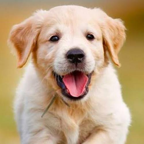 สมาชิกหมายเลข 5929424