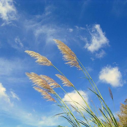 สมาชิกหมายเลข 2378416