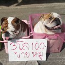 สมาชิกหมายเลข 3815219