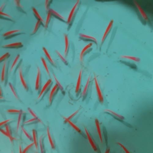 สมาชิกหมายเลข 4333918