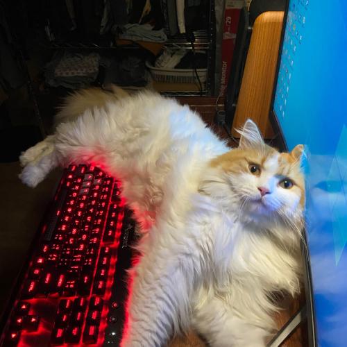 สมาชิกหมายเลข 3160784