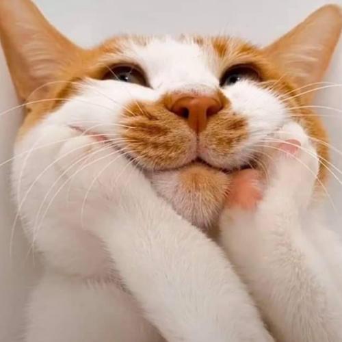 สมาชิกหมายเลข 3875680