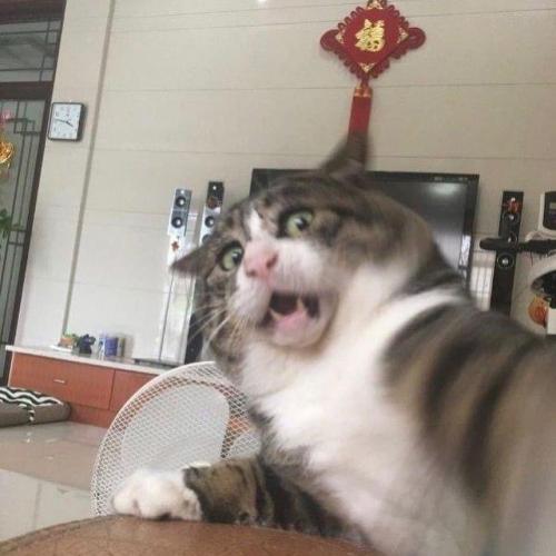 สมาชิกหมายเลข 6437635