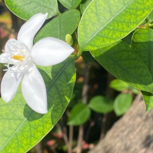 สมาชิกหมายเลข 8078165