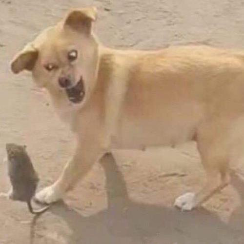 สมาชิกหมายเลข 1277826