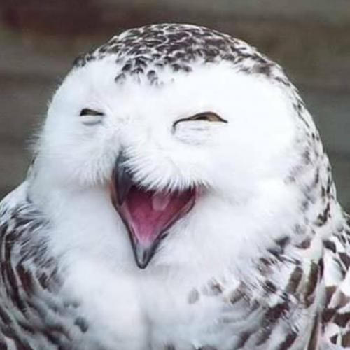 สมาชิกหมายเลข 6559018