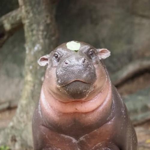 นานา สาระแน