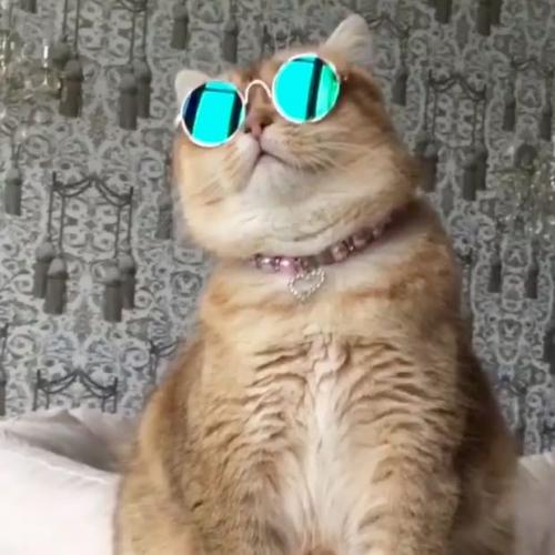 Meaw17342