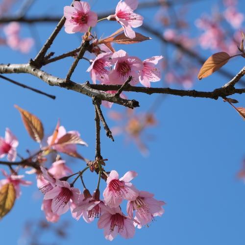 สีฟ้าน้ำทะเล