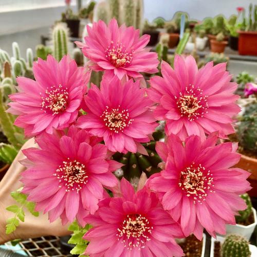 สมาชิกหมายเลข 6534939