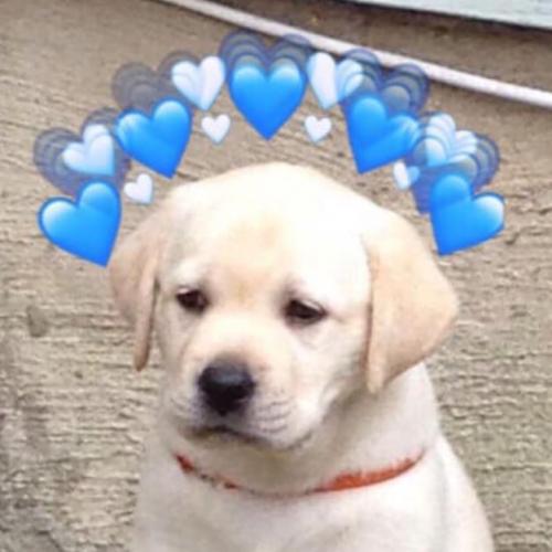 สมาชิกหมายเลข 4129912