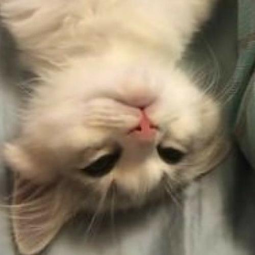 สมาชิกหมายเลข 5932003