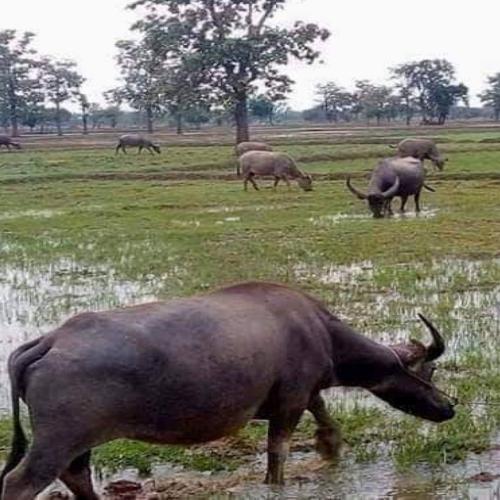 สมาชิกหมายเลข 5932237