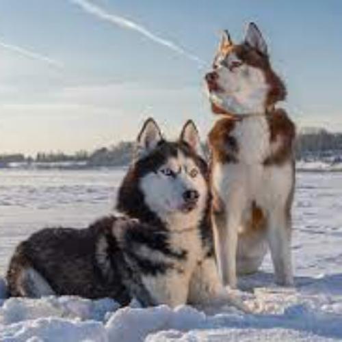 สมาชิกหมายเลข 6535985