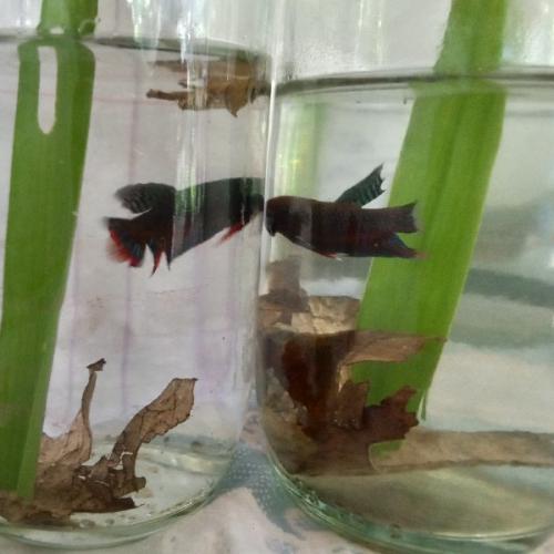 สมาชิกหมายเลข 9011417