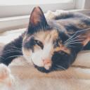 สมาชิกหมายเลข 4275904