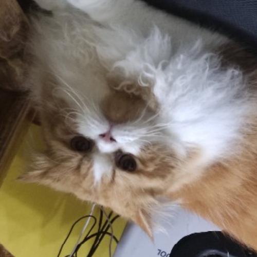 สมาชิกหมายเลข 7255119