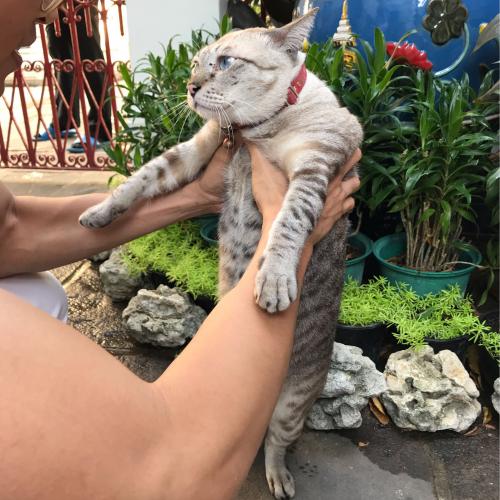 สมาชิกหมายเลข 4253605