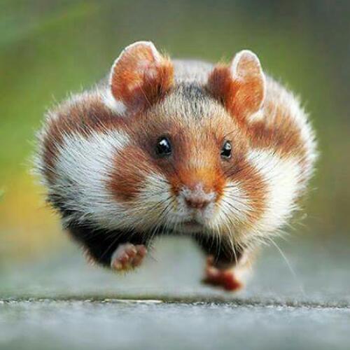 สมาชิกหมายเลข 4664779