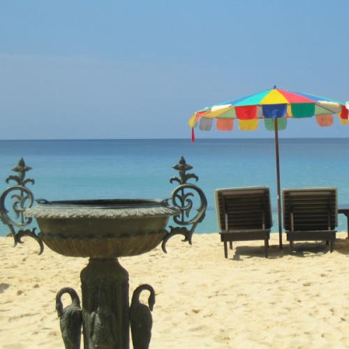 ใบสนในม่านหมอก