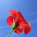 สมาชิกหมายเลข 1531694