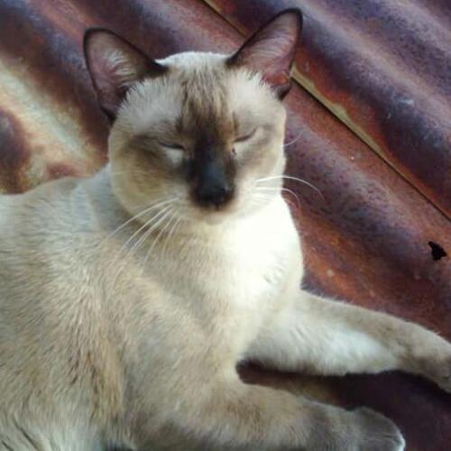 ถั่วเอ๋ยถั่วดำ