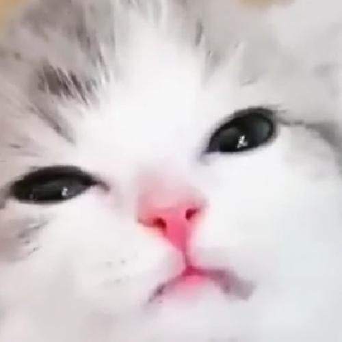 สมาชิกหมายเลข 4893099