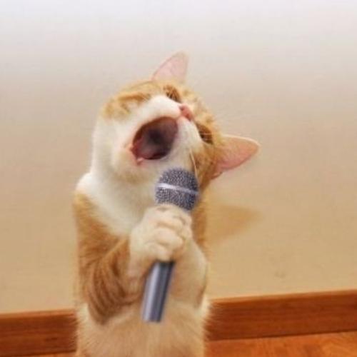 สมาชิกหมายเลข 7085382