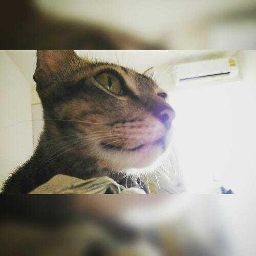 สมาชิกหมายเลข 4664507