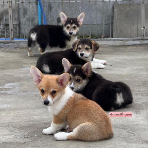 คนเลี้ยงหมาเตี้ย