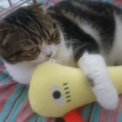 ปลาสามฤดู